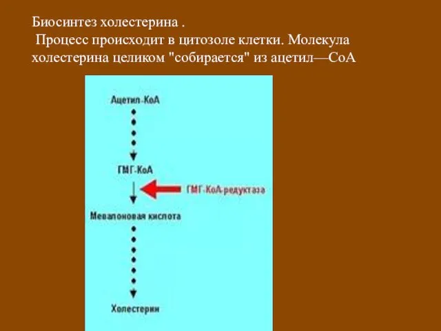 Биосинтез холестерина . Процесс происходит в цитозоле клетки. Молекула холестерина целиком "собирается" из ацетил—СоА