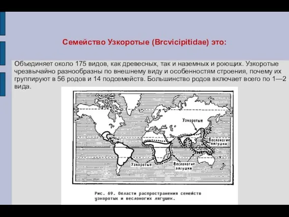 Семейство Узкоротые (Brcvicipitidae) это: Объединяет около 175 видов, как древесных, так