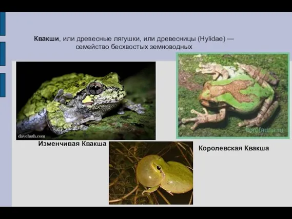 Квакши, или древесные лягушки, или древесницы (Hylidae) — семейство бесхвостых земноводных Королевская Квакша Изменчивая Квакша