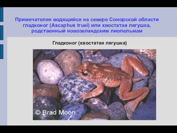 Примечателен водящийся на севере Сонорской области гладконог (Ascaphus truei) или хвостатая