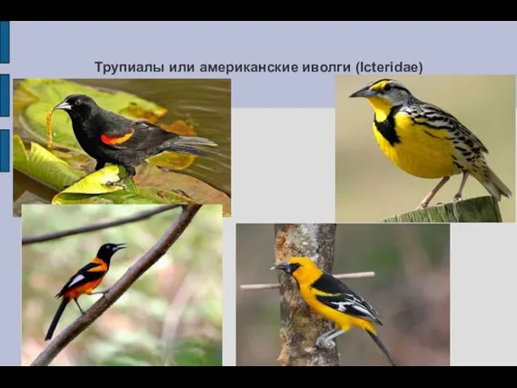 Трупиалы или американские иволги (Icteridae)