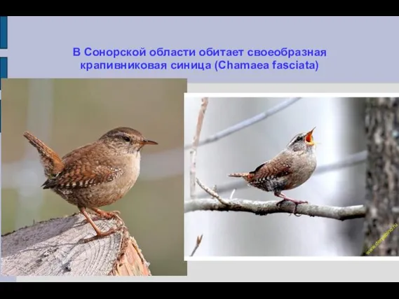 В Сонорской области обитает своеобразная крапивниковая синица (Chamaea fasciata)