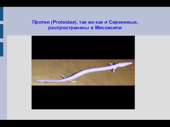 Протеи (Proteidae), так же как и Сиреневые, распространены в Миссисипи