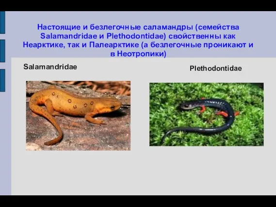 Настоящие и безлегочные саламандры (семейства Salamandridae и Plethodontidae) свойственны как Неарктике,