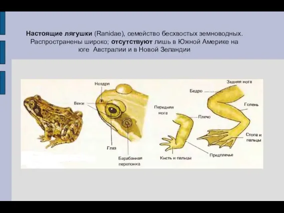 Настоящие лягушки (Ranidae), семейство бесхвостых земноводных. Распространены широко; отсутствуют лишь в