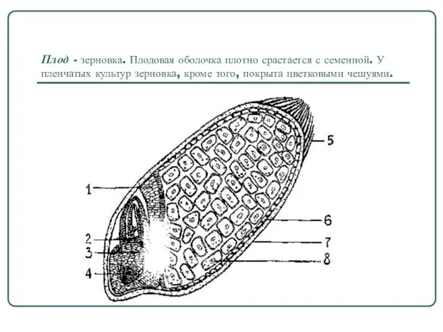 Плод - зерновка. Плодовая оболочка плотно срастается с семенной. У пленчатых