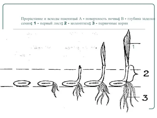 Прорастание и всходы пшеницы: А - поверхность почвы; В - глубина
