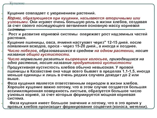 Кущение Кущение совпадает с укоренением растений. Корни, образующиеся при кущении, называются