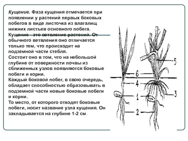 Кущение. Фаза кущения отмечается при появлении у растений первых боковых побегов