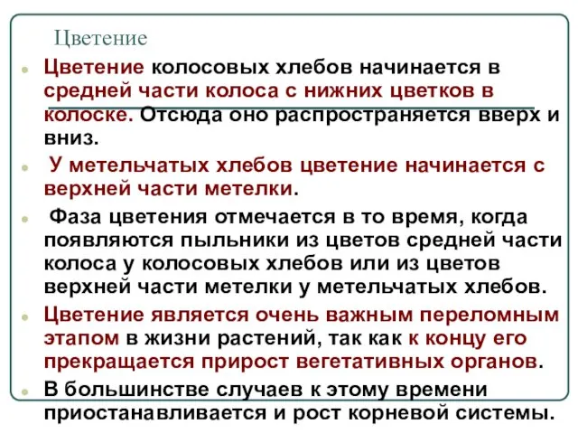 Цветение Цветение колосовых хлебов начинается в средней части колоса с нижних