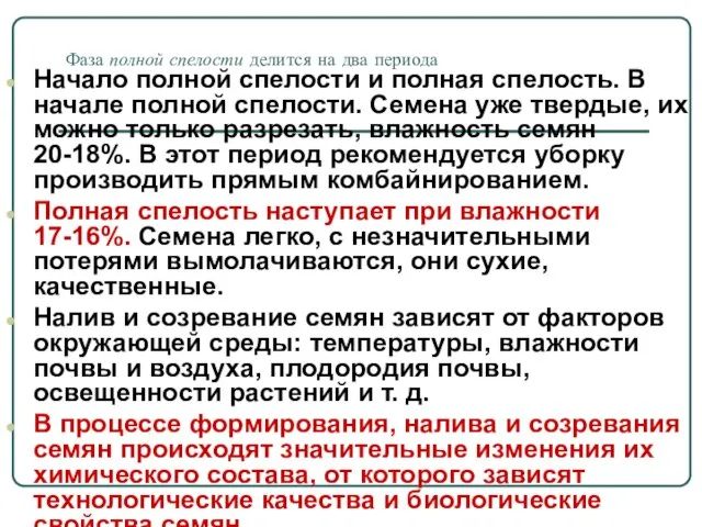 Фаза полной спелости делится на два периода Начало полной спелости и