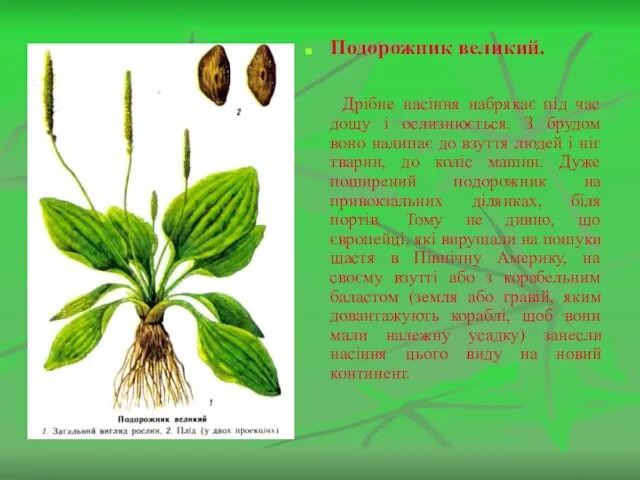 Подорожник великий. Дрібне насіння набрякає під час дощу і ослизнюється. З