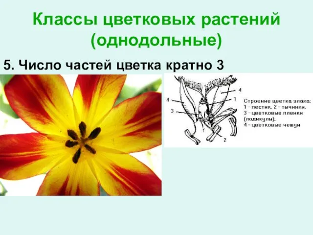 Классы цветковых растений (однодольные) 5. Число частей цветка кратно 3