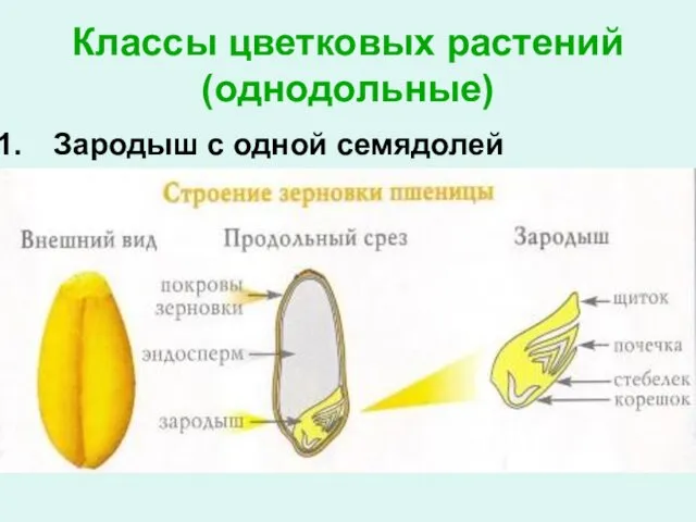 Классы цветковых растений (однодольные) Зародыш с одной семядолей