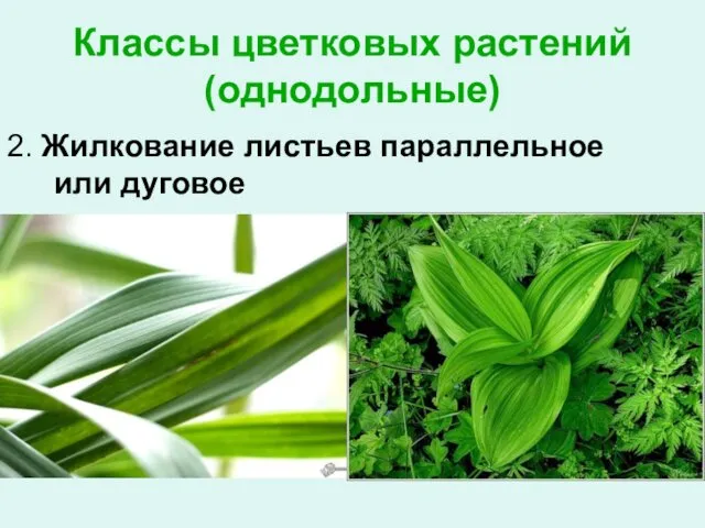 Классы цветковых растений (однодольные) 2. Жилкование листьев параллельное или дуговое