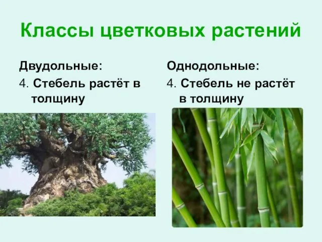 Классы цветковых растений Двудольные: 4. Стебель растёт в толщину Однодольные: 4. Стебель не растёт в толщину