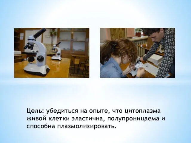 Цель: убедиться на опыте, что цитоплазма живой клетки эластична, полупроницаема и способна плазмолизировать.