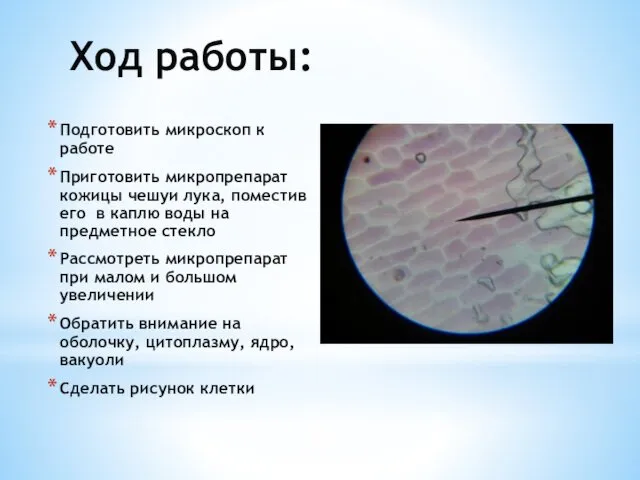 Ход работы: Подготовить микроскоп к работе Приготовить микропрепарат кожицы чешуи лука,