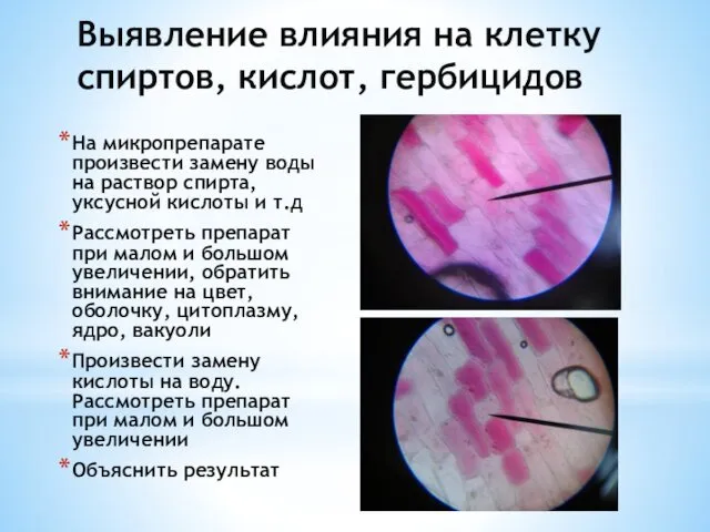 Выявление влияния на клетку спиртов, кислот, гербицидов На микропрепарате произвести замену