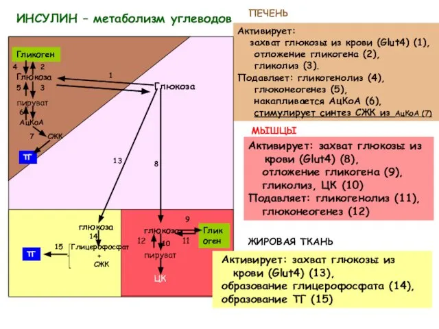 ИНСУЛИН – метаболизм углеводов Глюкоза Активирует: захват глюкозы из крови (Glut4)