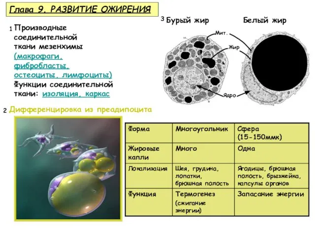 Глава 9. РАЗВИТИЕ ОЖИРЕНИЯ Дифференцировка из преадипоцита Производные соединительной ткани мезенхимы