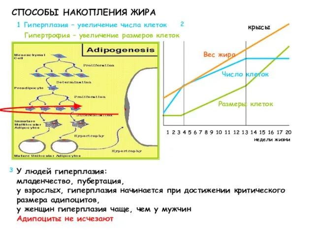 СПОСОБЫ НАКОПЛЕНИЯ ЖИРА У людей гиперплазия: младенчество, пубертация, у взрослых, гиперплазия