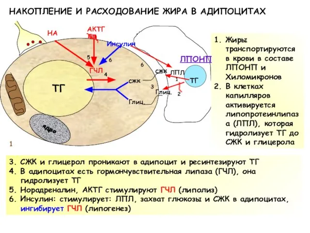 НАКОПЛЕНИЕ И РАСХОДОВАНИЕ ЖИРА В АДИПОЦИТАХ ТГ ядро ТГ ЛПЛ сжк