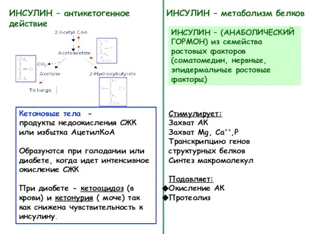 ИНСУЛИН – антикетогенное действие Кетоновые тела - продукты недоокисления СЖК или