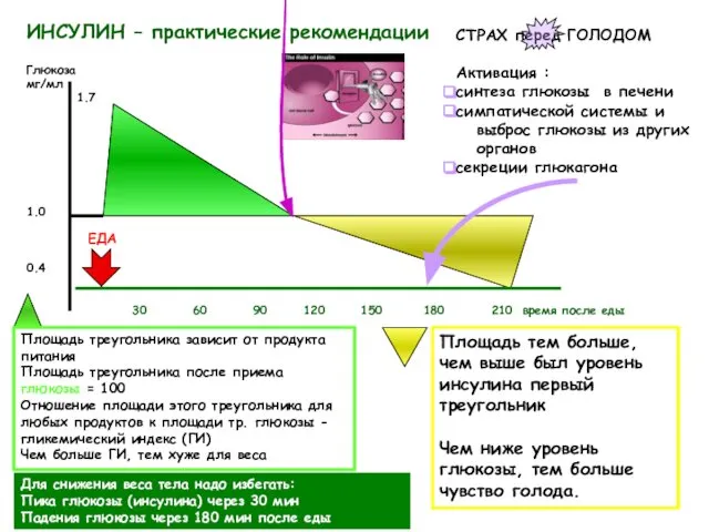 ИНСУЛИН – практические рекомендации 1.7 СТРАХ перед ГОЛОДОМ Активация : синтеза