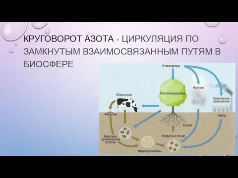 КРУГОВОРОТ АЗОТА - ЦИРКУЛЯЦИЯ ПО ЗАМКНУТЫМ ВЗАИМОСВЯЗАННЫМ ПУТЯМ В БИОСФЕРЕ