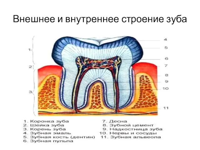 Внешнее и внутреннее строение зуба