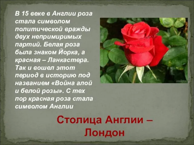 В 15 веке в Англии роза стала символом политической вражды двух
