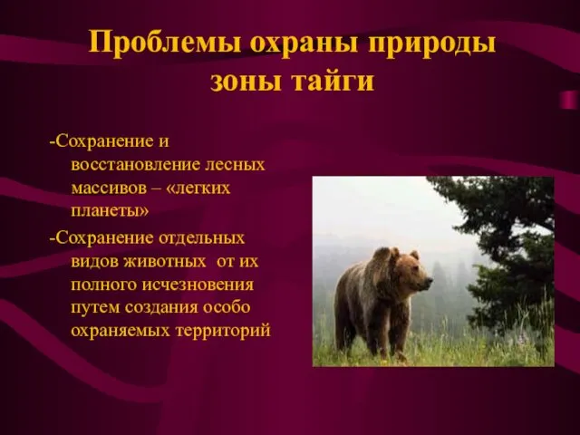 -Сохранение и восстановление лесных массивов – «легких планеты» -Сохранение отдельных видов