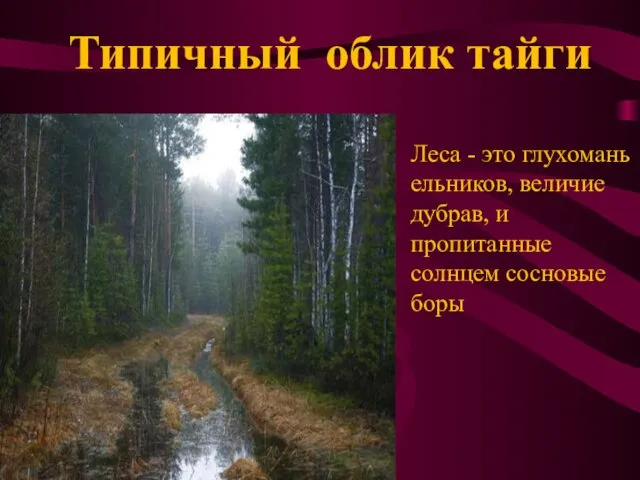 Леса - это глухомань ельников, величие дубрав, и пропитанные солнцем сосновые боры Типичный облик тайги