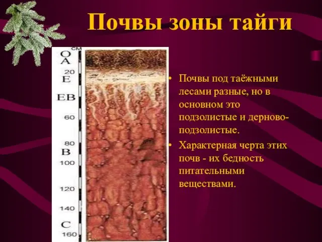 Почвы под таёжными лесами разные, но в основном это подзолистые и