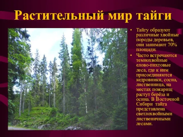 Тайгу образуют различные хвойные породы деревьев, они занимают 70% площади. Часто