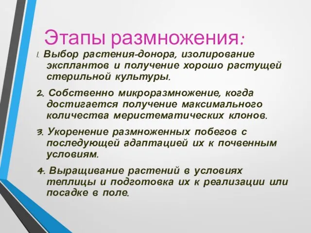 Этапы размножения: 1. Выбор растения-донора, изолирование эксплантов и получение хорошо растущей