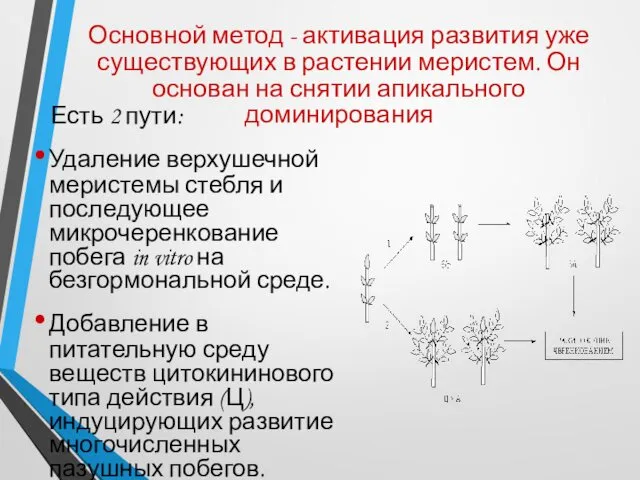 Основной метод - активация развития уже существующих в растении меристем. Он