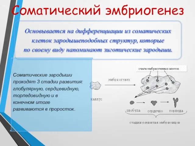 Соматический эмбриогенез Основывается на дифференциации из соматических клеток зародышеподобных структур, которые