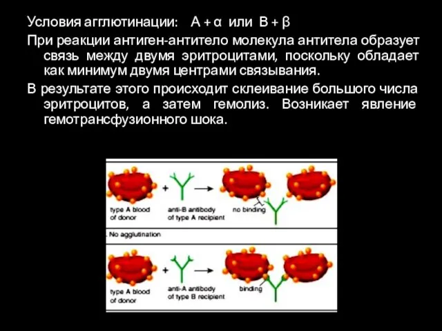 Условия агглютинации: А + α или В + β При реакции