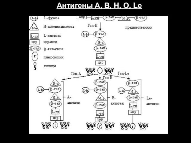 Антигены А, В, Н, О, Le