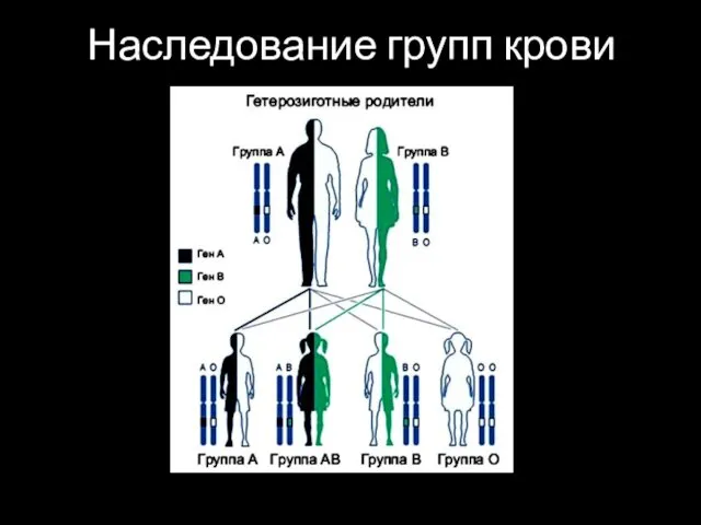 Наследование групп крови