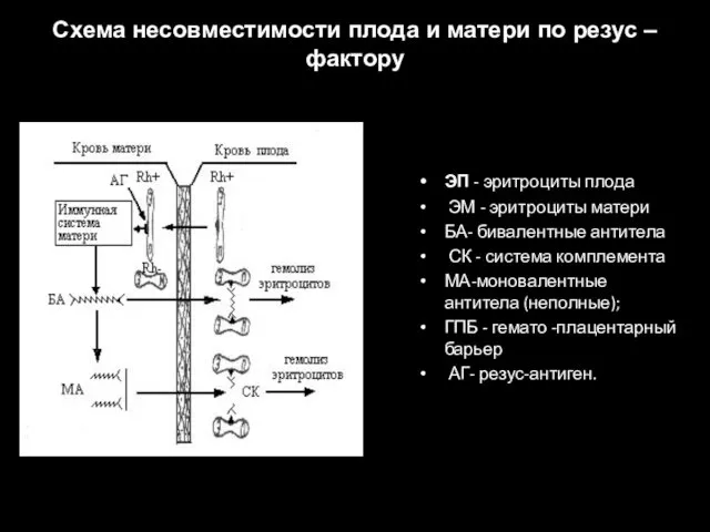 Схема несовместимости плода и матери по резус – фактору ЭП -