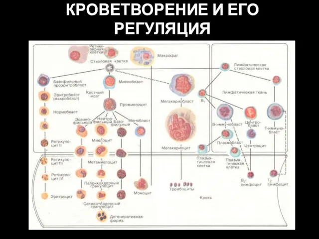 КРОВЕТВОРЕНИЕ И ЕГО РЕГУЛЯЦИЯ