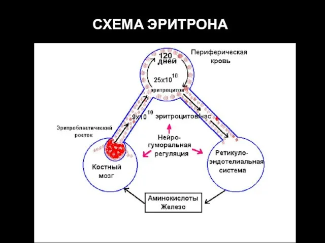 СХЕМА ЭРИТРОНА