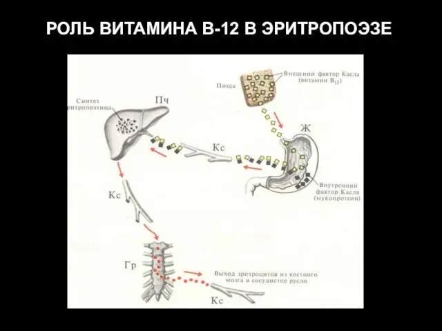 РОЛЬ ВИТАМИНА В-12 В ЭРИТРОПОЭЗЕ