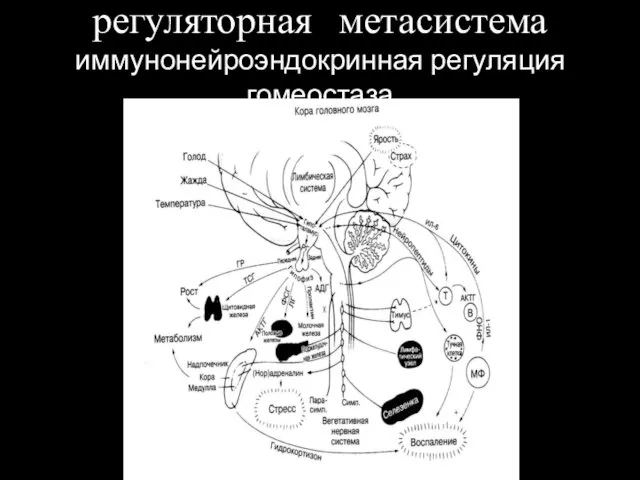 регуляторная метасистема иммунонейроэндокринная регуляция гомеостаза