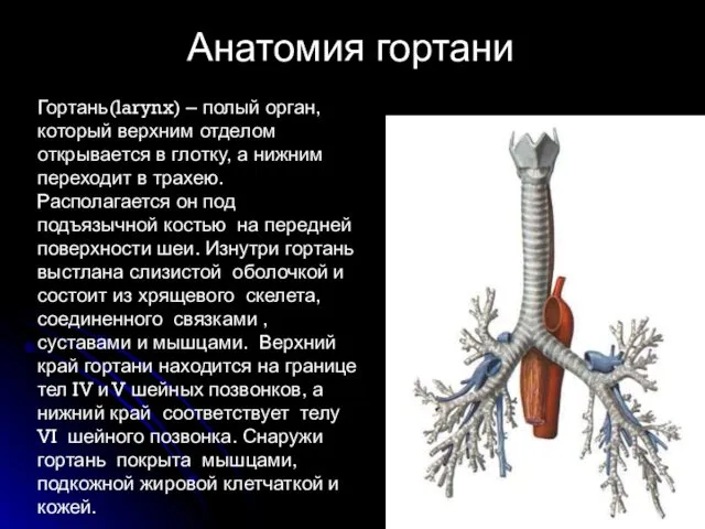 Гортань(larynx) – полый орган, который верхним отделом открывается в глотку, а