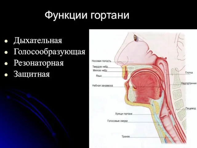 Дыхательная Голосообразующая Резонаторная Защитная Функции гортани