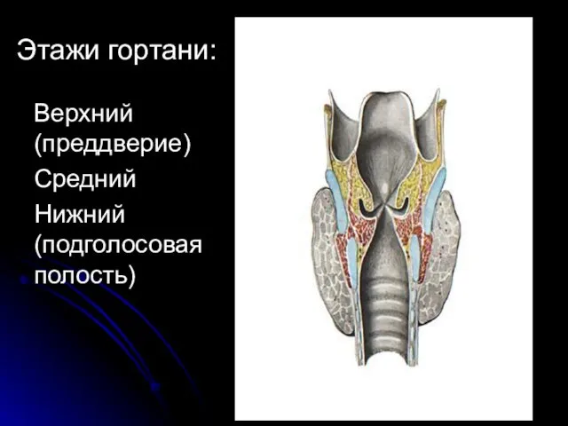 Верхний (преддверие) Средний Нижний (подголосовая полость) Этажи гортани: